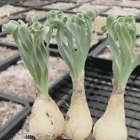 Rare Succulents - Albuca Chubby Beauty Curly Leaves (0.4”)