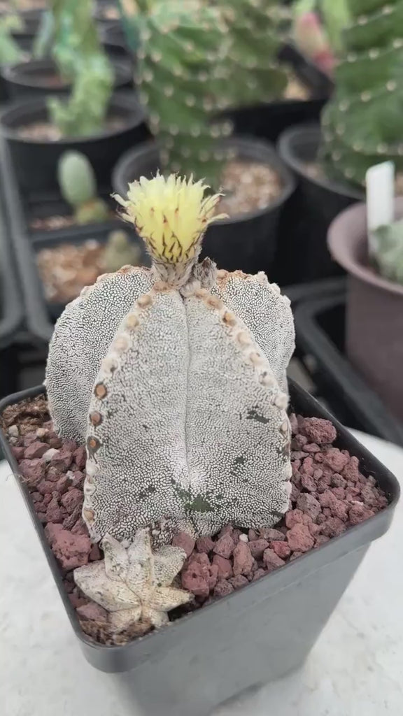 Rare Cactus, Astrophytum Onzuka (4”), Live Plant, WYSIWYG (3)