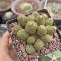 Rare Cactus - Echinopsis Famatimensis small cluster