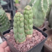Rare Cactus, Eulychnia Castanea cv. varispiralis Double Heads (1)