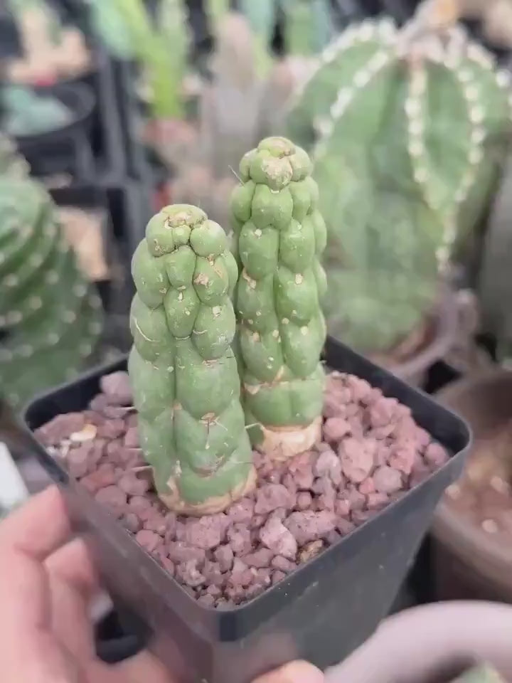 Rare Cactus, Eulychnia Castanea cv. varispiralis Double Heads (1)