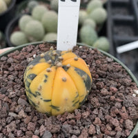 Rare Cactus, Astrophytum Asterias Super Kabuto Variegata 2174