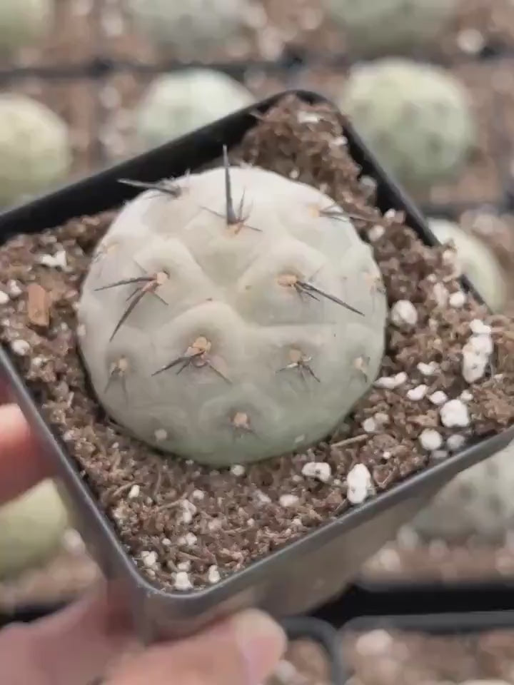 Rare Cactus, Tephrocactus Geometricus Black Spine (Single Ball cutting), Live Plant