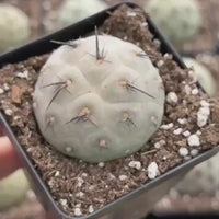 Rare Cactus, Tephrocactus Geometricus Black Spine (Single Ball cutting), Live Plant