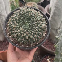 Rare Cactus - Gymnocalycium Baldianum Crested