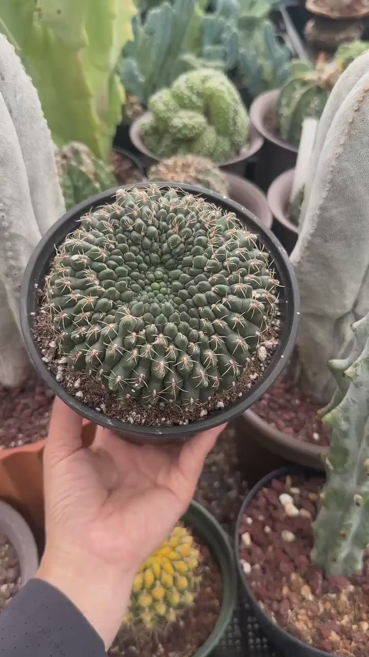 Rare Cactus - Gymnocalycium Baldianum Crested