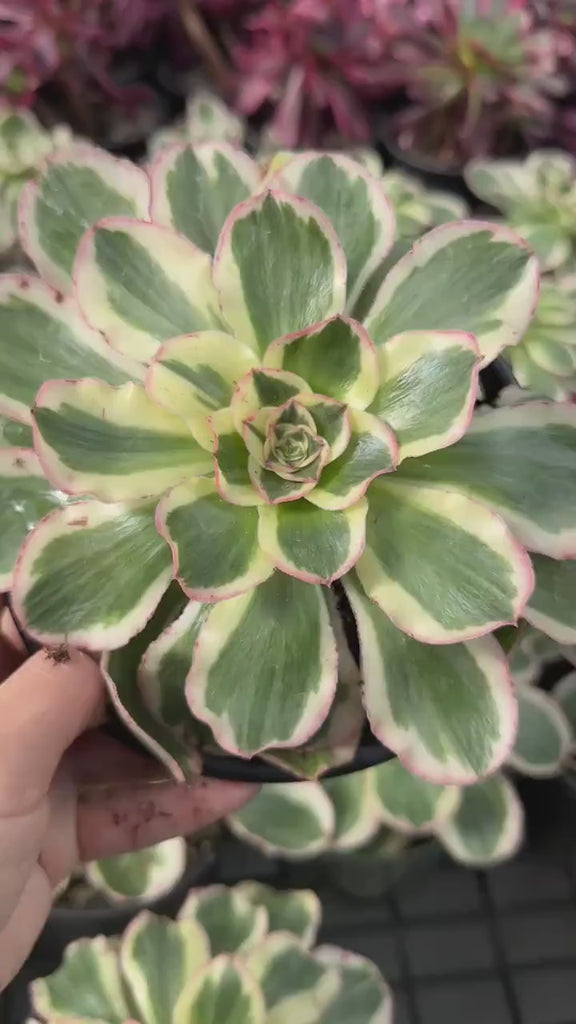 Aeonium Posiden Variegata (6”)