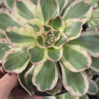 Aeonium Posiden Variegata (6”)