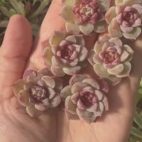 Rare Succulents - Echeveria Red Velvet Sugar Heart (1”-1.2”)