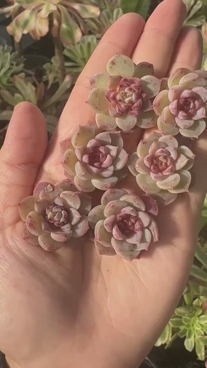 Rare Succulents - Echeveria Red Velvet Sugar Heart (1”-1.2”)