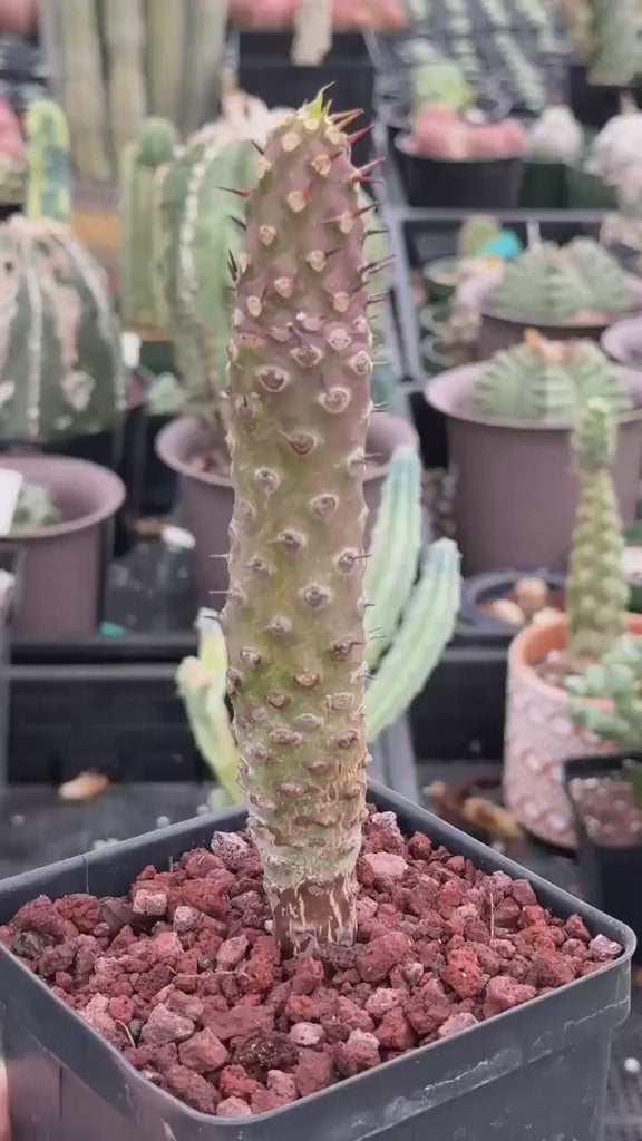 Rare Euphorbia Pachypodioides – Caudex Succulent Plant – Exotic Collector – Live Indoor/Outdoor Succulent