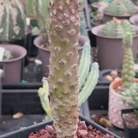 Rare Euphorbia Pachypodioides – Caudex Succulent Plant – Exotic Collector – Live Indoor/Outdoor Succulent