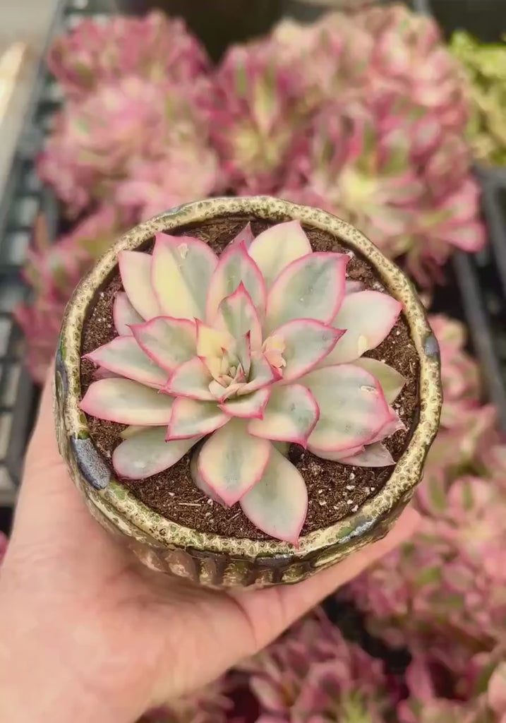 Rare Succulents - Echeveria Variegated Esther