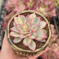 Rare Succulents - Echeveria Variegated Esther