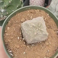 Rare Succulents - Pseudolithos Migiurtinus (1)