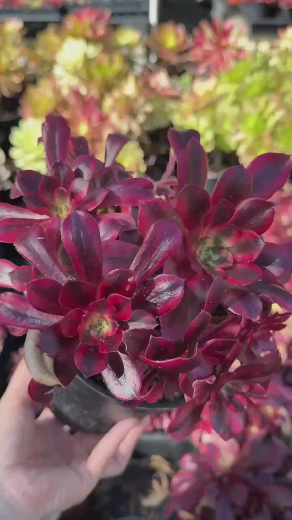 Rare Succulents, Aeonium Medusa Cluster 6”, Live Plant