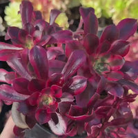 Rare Succulents, Aeonium Medusa Cluster 6”, Live Plant