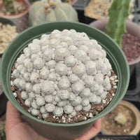 Rare Cactus -  Mammillaria Humboldtii Large Cluster (1)