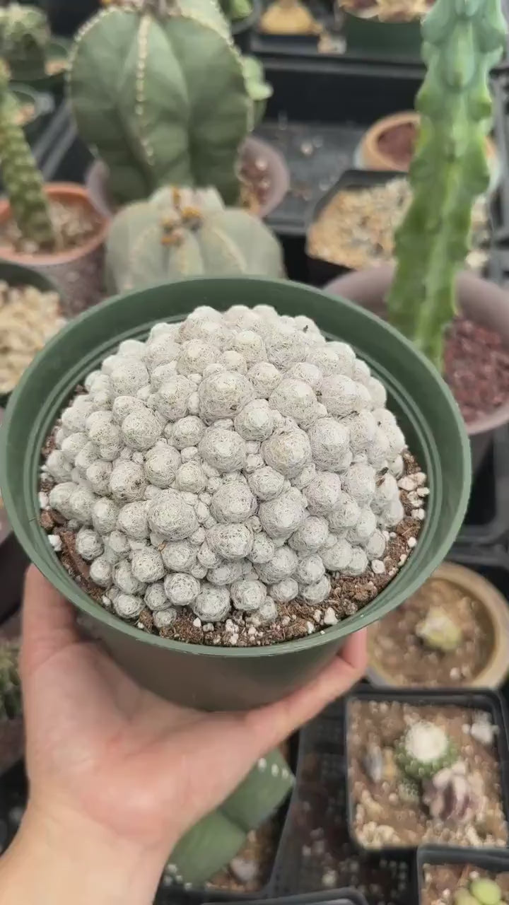 Rare Cactus -  Mammillaria Humboldtii Large Cluster (1)