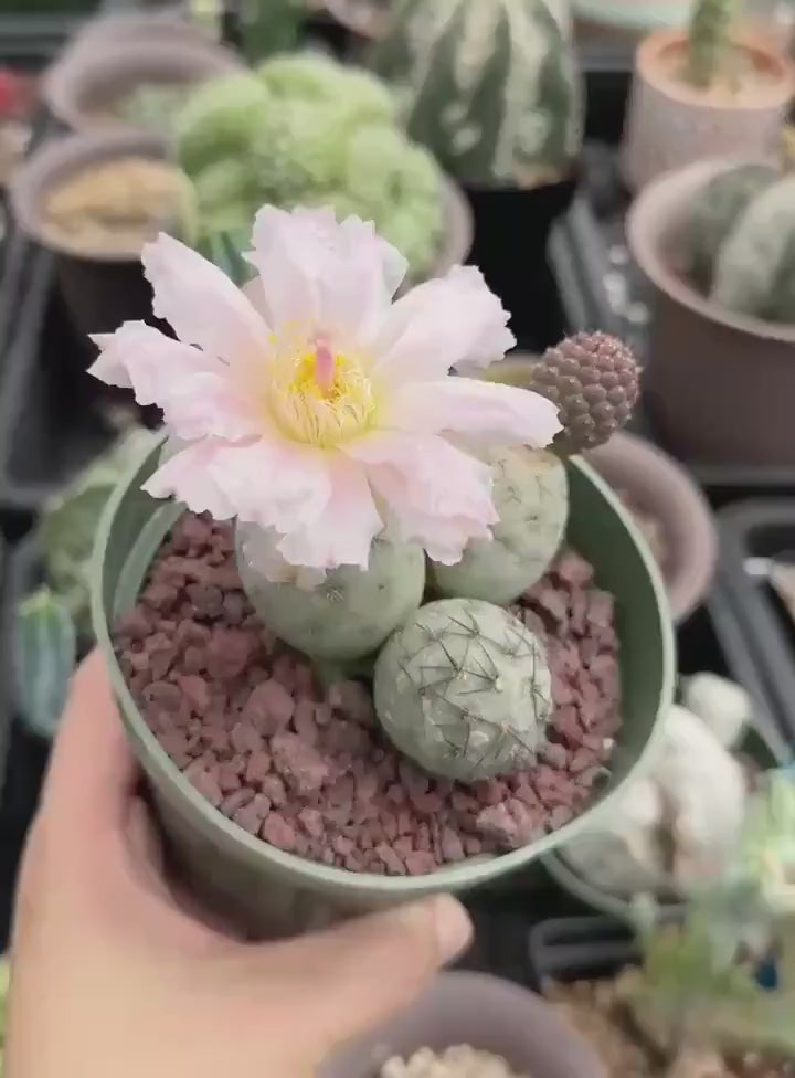 Rare Cactus, Tephrocactus Geometricus (Single Ball cutting), Live Plant