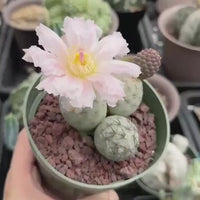 Rare Cactus, Tephrocactus Geometricus (Single Ball cutting), Live Plant