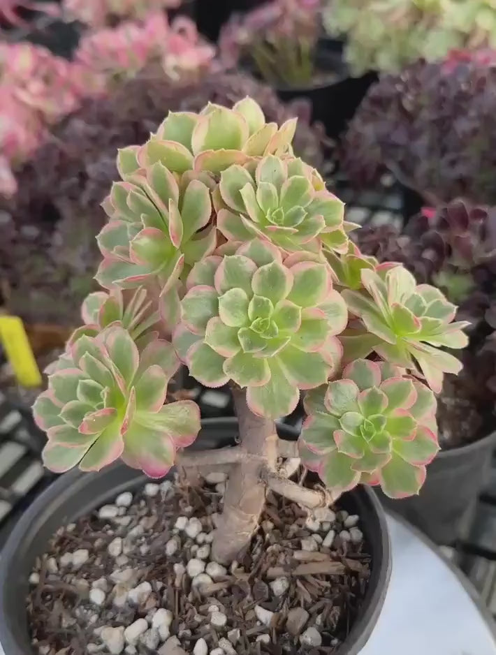 Rare Succulents - Aeonium Zwarkin variegated cluster (2)