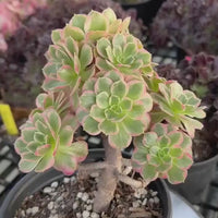 Rare Succulents - Aeonium Zwarkin variegated cluster (2)