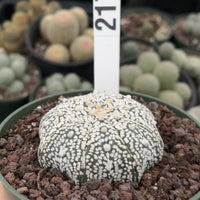 Rare Cactus, Astrophytum Asterias Super Kabuto 'Star Fish'