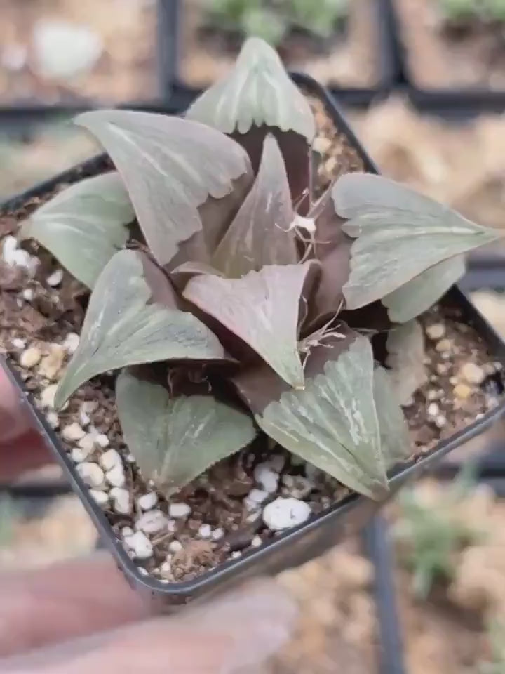 Rare Succulents, Haworthia Badia Kobiotori