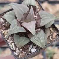 Rare Succulents, Haworthia Badia Kobiotori