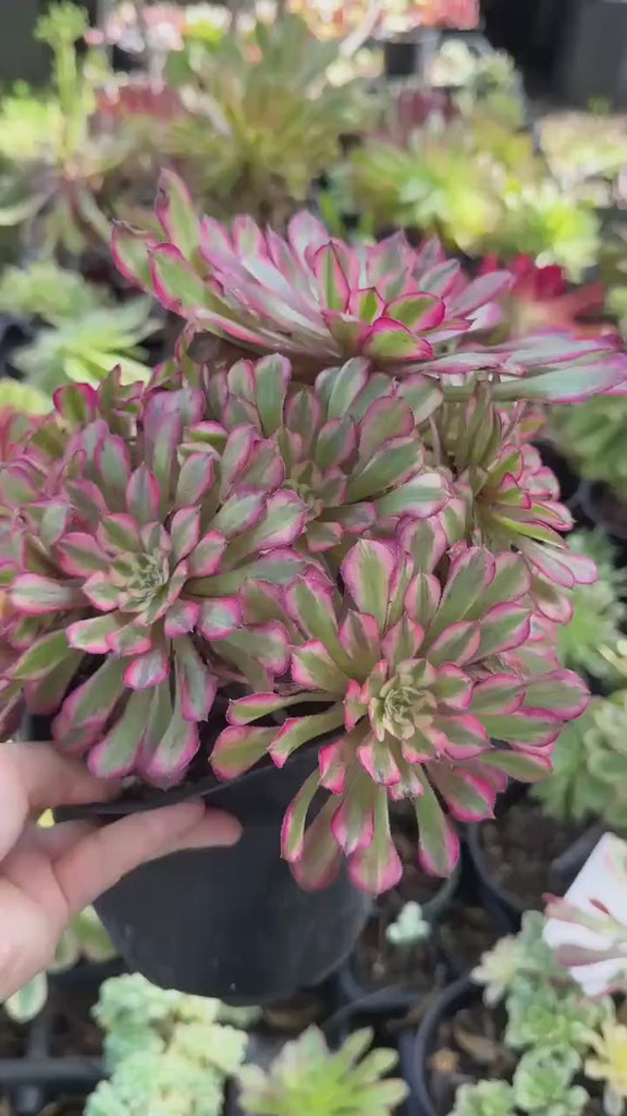 Rare Succulents, Aeonium Variegated Pink Zwarkin Cluster, Live Plant, Grower’s Choice