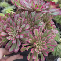 Rare Succulents, Aeonium Variegated Pink Zwarkin Cluster, Live Plant, Grower’s Choice