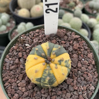 Rare Cactus, Astrophytum Asterias Super Kabuto Variegata 2170