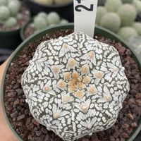 Rare Cactus, Astrophytum Asterias V Type Snow Skin 2167