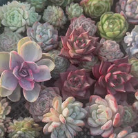 Rare Succulents - Succulents Mystery Box