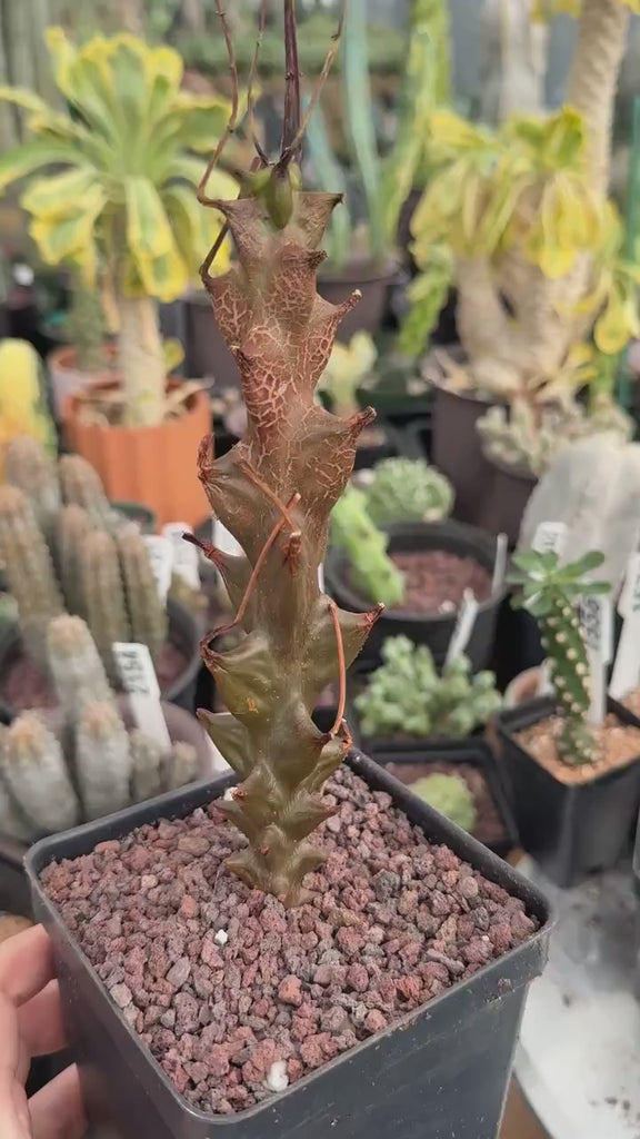 Rare Succulents, Beiselia Mexicana, Live Plant 8"-12" tall
