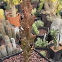 Rare Succulents, Beiselia Mexicana, Live Plant 8"-12" tall