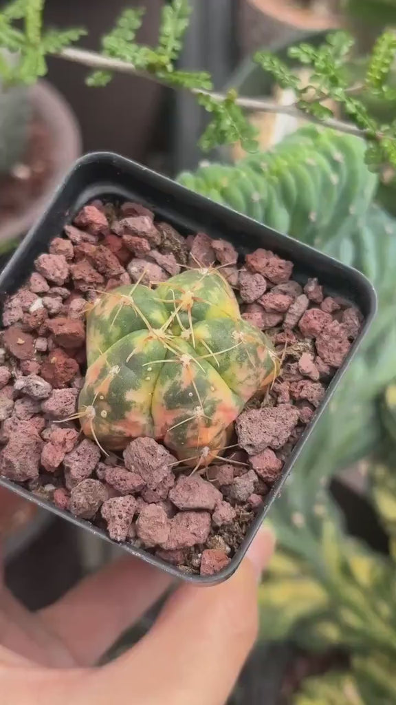 Rare Cactus - Gymnocalycium Horstii Variegata (1”)