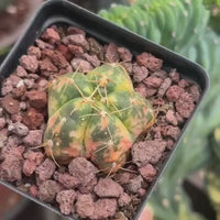 Rare Cactus - Gymnocalycium Horstii Variegata (1”)