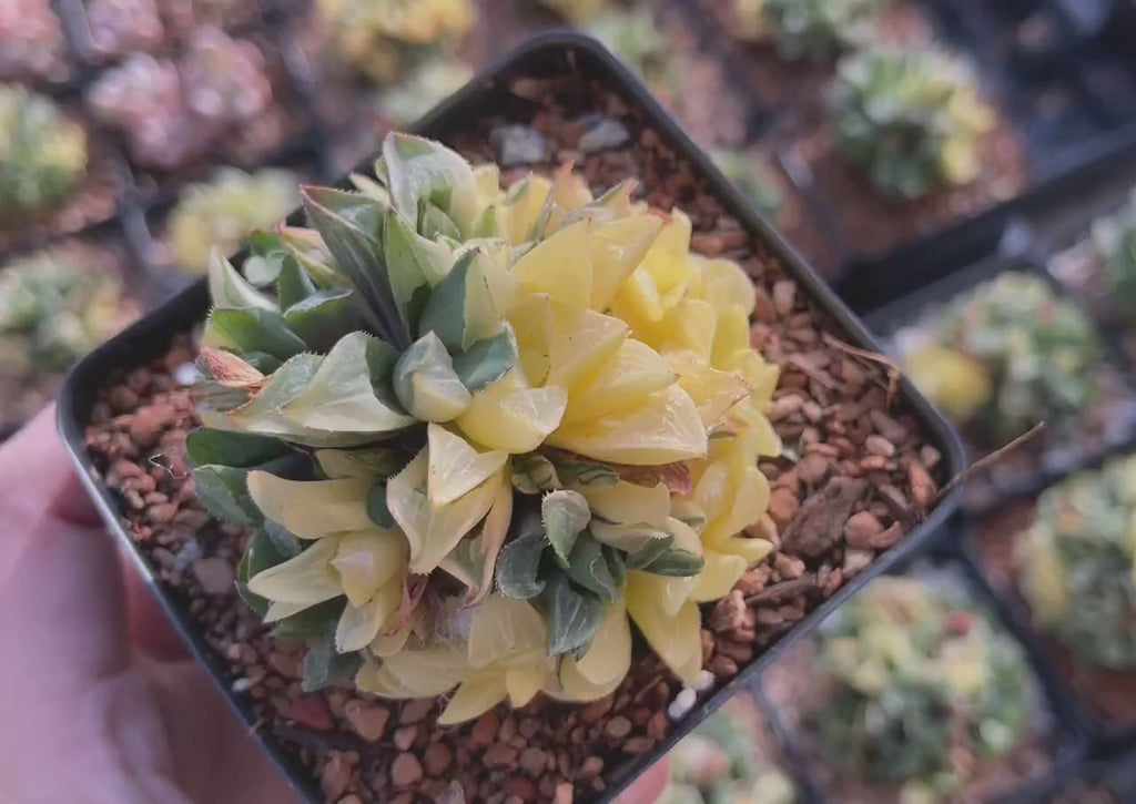 Rare Succulents - Haworthia Variegated Heidelbergensis, Live Plant