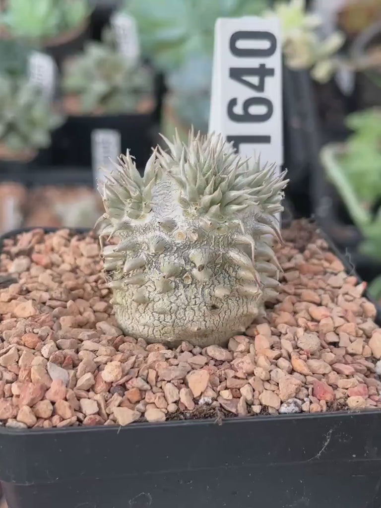 Rare Succulents - Pachypodium Brevicaule, Growers Choice