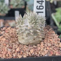 Rare Succulents - Pachypodium Brevicaule, Growers Choice