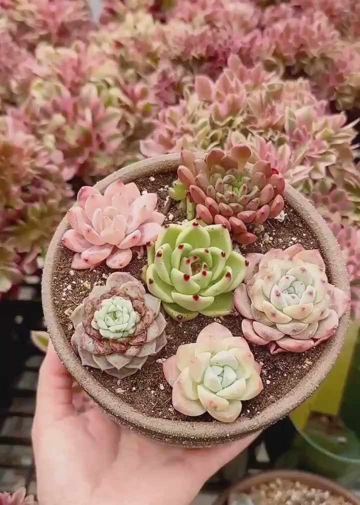Rare Succulents - Echeveria Gift Combo (1), Live Plant