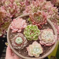 Rare Succulents - Echeveria Gift Combo (1), Live Plant