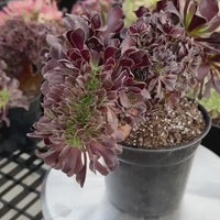 Rare Succulents - Aeonium Zwartkin Crested (8)