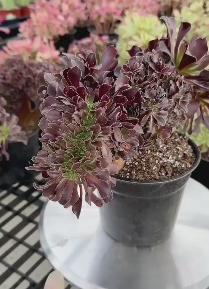 Rare Succulents - Aeonium Zwartkin Crested (8)