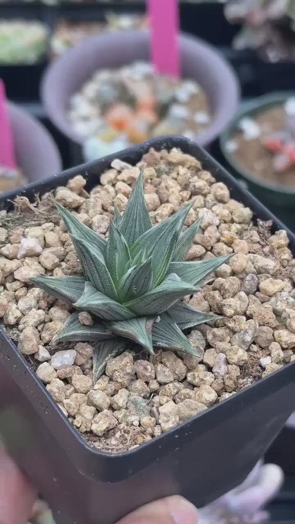 Rare Haworthia Ivory Tower White Veriegata - Unique and Stunning