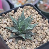 Rare Haworthia Ivory Tower White Veriegata - Unique and Stunning