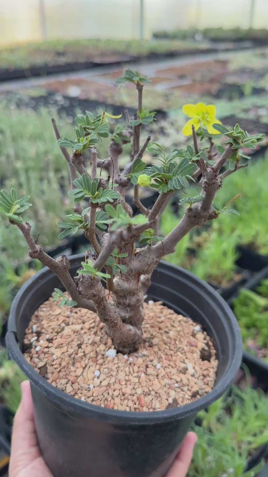 Rare Senna Meridionalis Bonsai Succulent Tree Old Stem – WYSIWYG