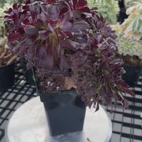 Rare Succulents - Aeonium Zwartkin Crested (9)